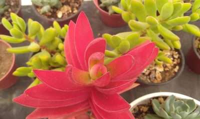 Crassula de fuego