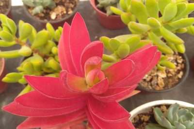 Crassula de fuego