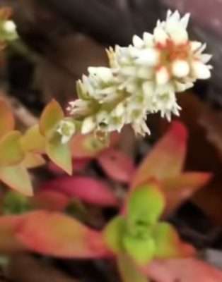 Crassula de fuego floración