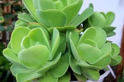suculenta gigante Echevería Pallida