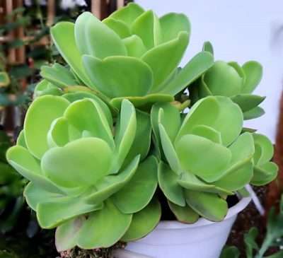 suculenta gigante Echevería Pallida