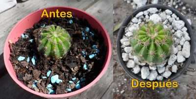 Errores comunes macetas grandes