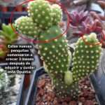 Errores comunes creer que crecen rápido