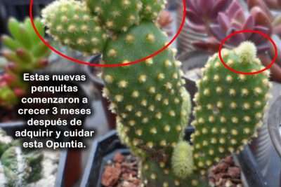 Errores comunes creer que crecen rápido