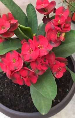 Corona de cristo sandia