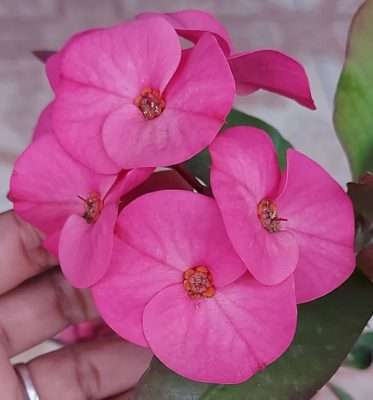 Corona de cristo pantera rosa