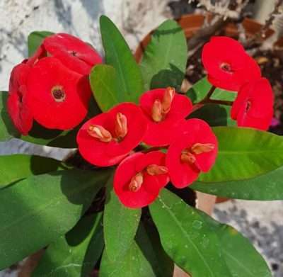 Corona de cristo roja