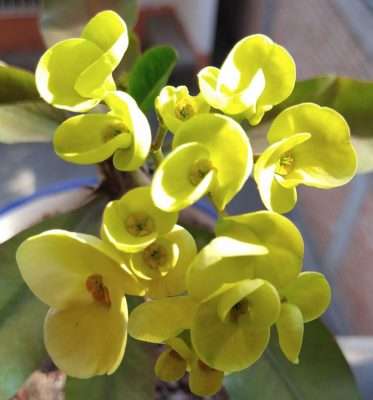 Corona de cristo amarilla