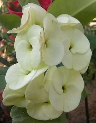 Corona de cristo blanca