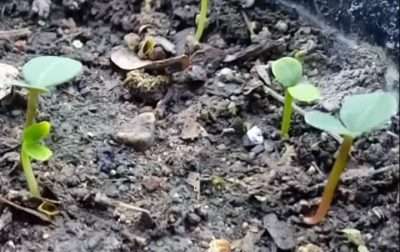 Corona de cristo plántulas