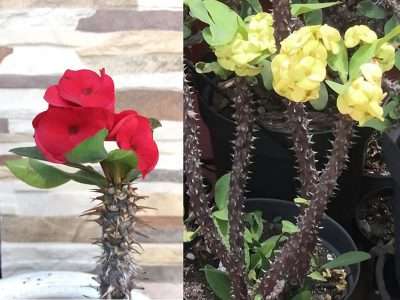 Corona de cristo características