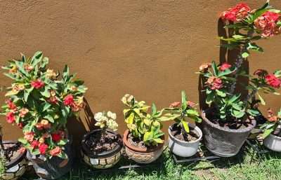 Corona de cristo luz