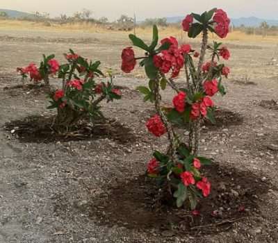 Corona de cristo riego