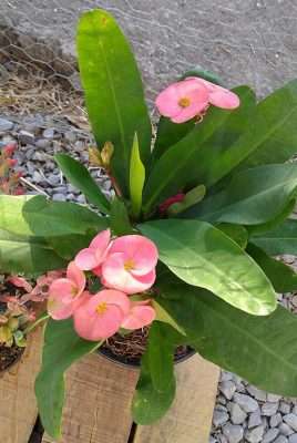 Corona de cristo sustrato