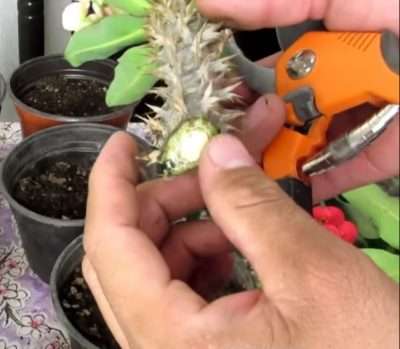 Corona de cristo propagación