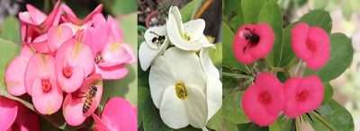 Corona de cristo propagación polinización