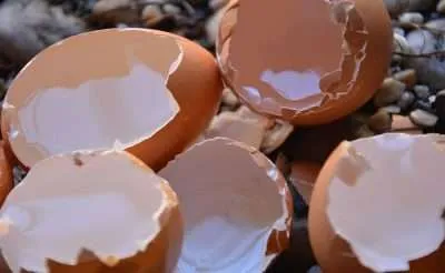 Fertilizantes caseros cascaron de huevo