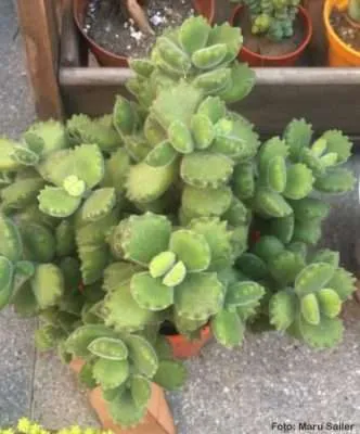Cotyledon Tomentosa