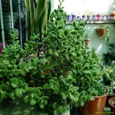 Cotyledon Tomentosa características