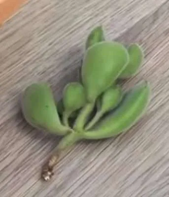 Cotyledon Tomentosa propagación