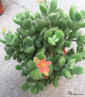 Cotyledon Tomentosa floración