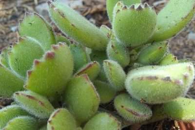 Cotyledon Tomentosa temperatura