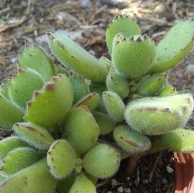 Cotyledon Tomentosa temperatura
