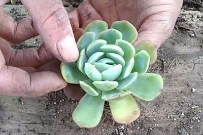 propagar por hoja