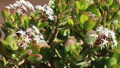 Crassula ovata (Miller) Druce floración 1