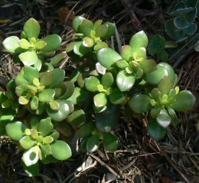 Crassula ovata (Miller) Druce