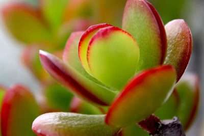 Crassula ovata (Miller) Druce luz