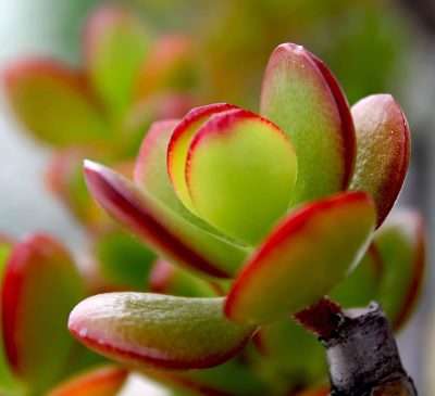 Crassula ovata (Miller) Druce luz