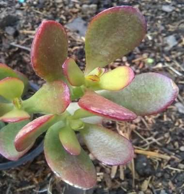 Crassula ovata (Miller) Druce características