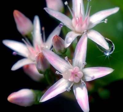 Crassula ovata (Miller) Druce floración