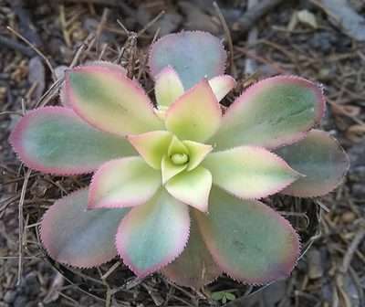 Aeonium Kiwi sustrato