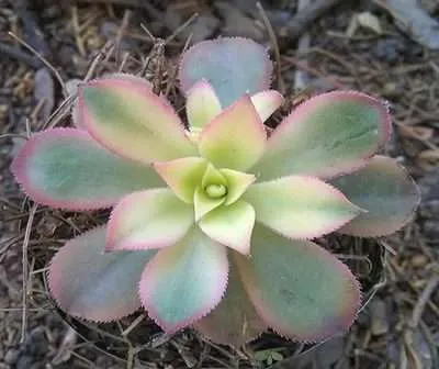 Aeonium Kiwi sustrato