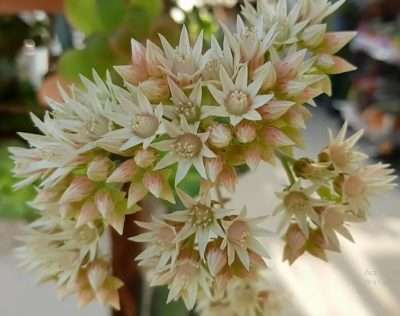 Aeonium Kiwi floración
