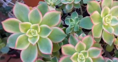Aeonium Kiwi características