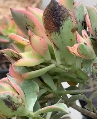 Aeonium Kiwi problemas