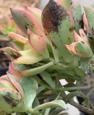 Aeonium Kiwi problemas