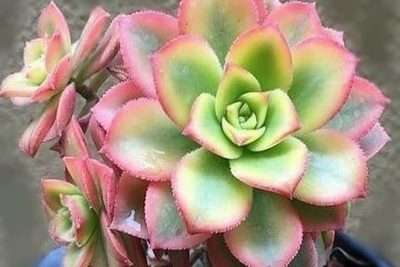 Aeonium Kiwi