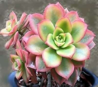 Aeonium Kiwi