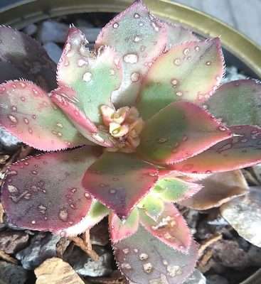 Aeonium Kiwi luz