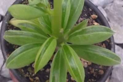 Peperomia nivalis características