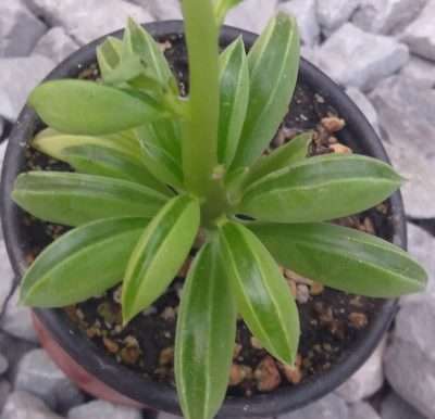 Peperomia nivalis características