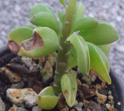 Peperomia nivalis agua