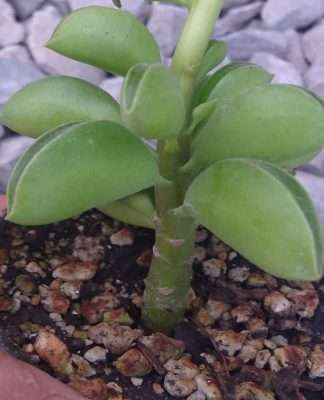 Peperomia nivalis sustrato
