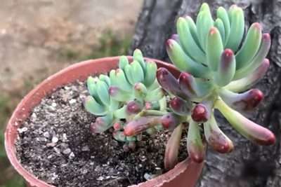 Sedum Pachyphyllum características