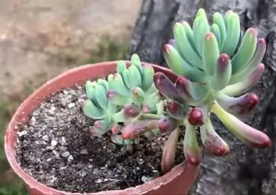 Sedum Pachyphyllum características