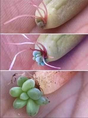 Sedum Pachyphyllum propagación